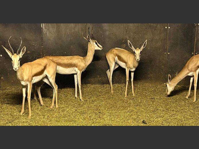 Kalahari Springbok Ooie