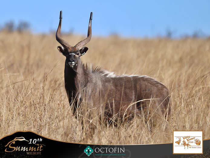 27" Nyala Bull	
