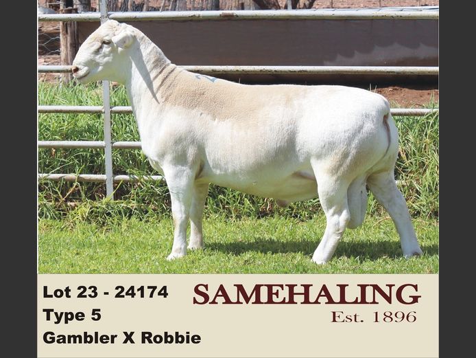 24348-331 | SAMEHALING  WIT DORPERS