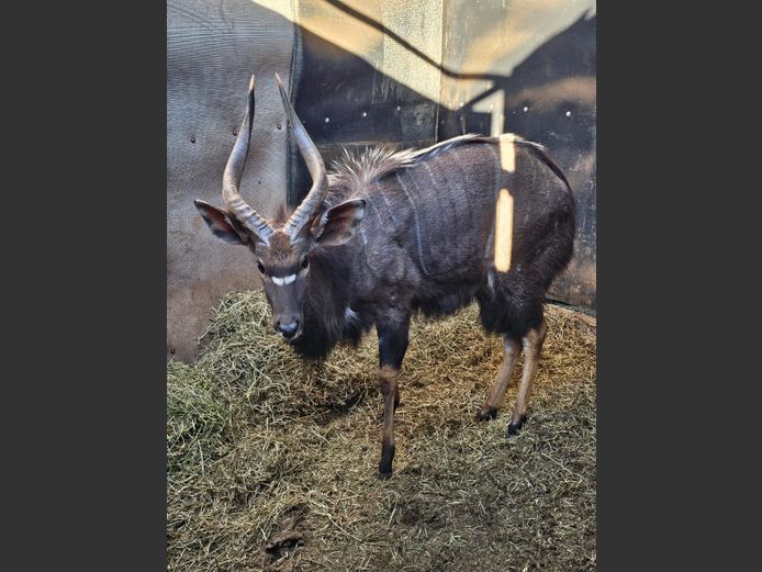 NYALA | J. DE KOK