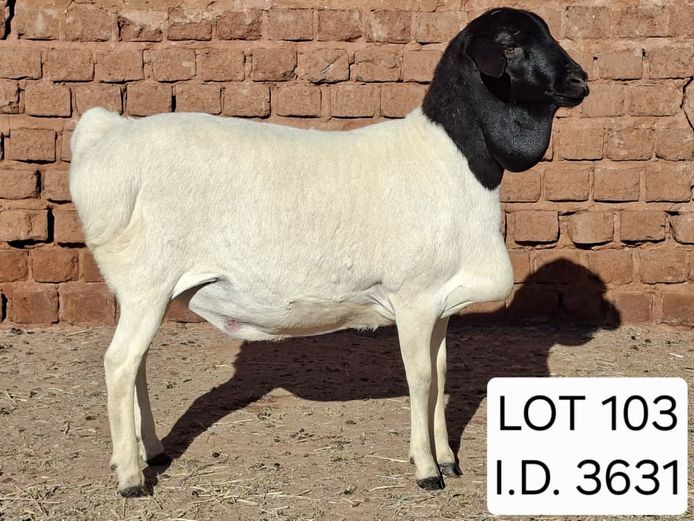 3631 | Francois van Rensburg Farming