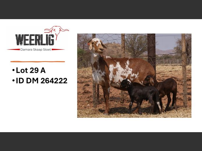 DM 264222 | WEERLIG DAMARA SKAAP STOET