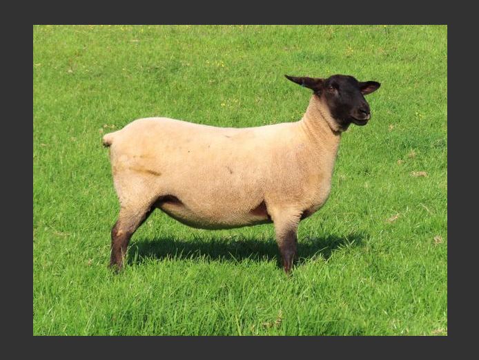 284240025 | OTTERKUIL BOERDERY