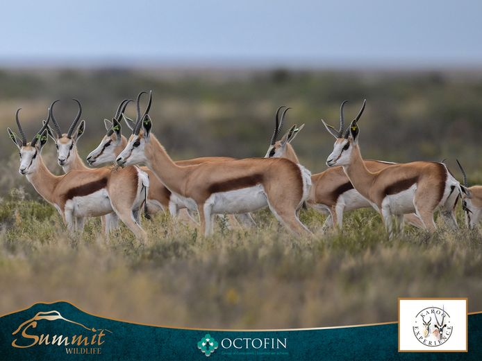 13"+ DAMARA SPRINGBOK EWES RW 20"+ RAMS