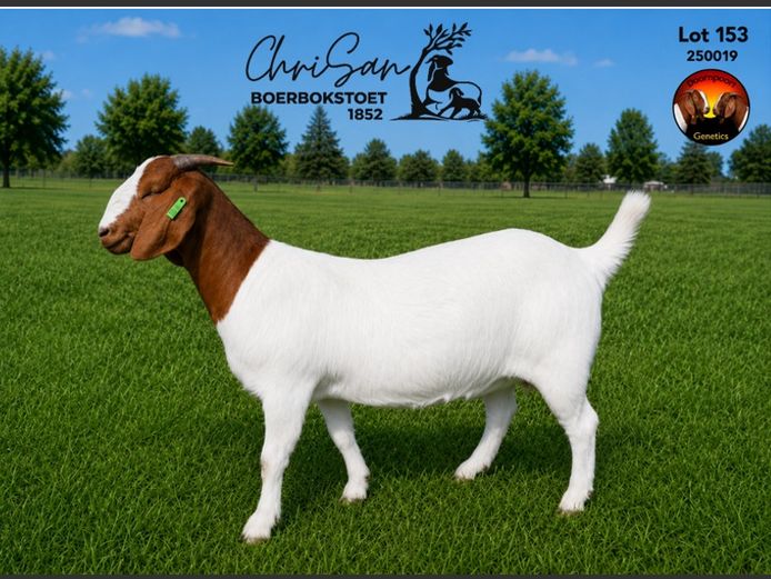 1852250019 | CHRISAN BOERBOKSTOET 