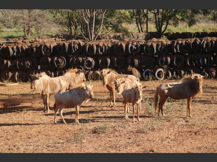 Goue Wildebees