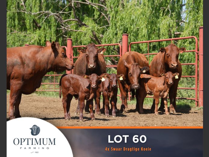 Commercial Animals | OPTIMUM FARMING M WIPPLINGER