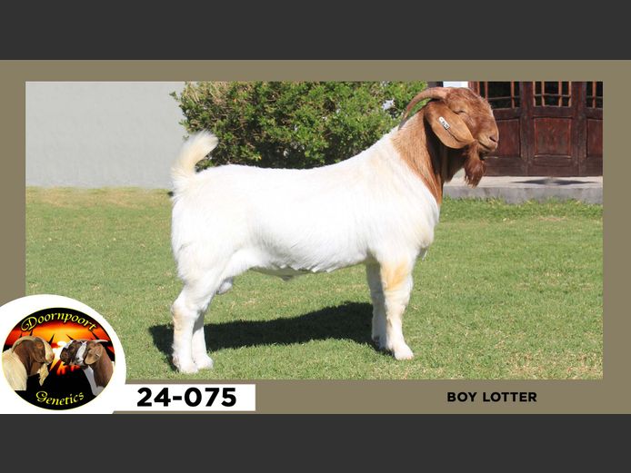 24-075  |  Boy Lotter