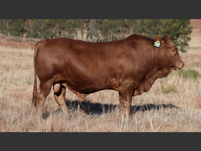HBH 230084 | CLARK CATTLE COMPANY PTY LTD