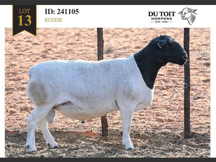 241105 | DU TOIT DORPERS