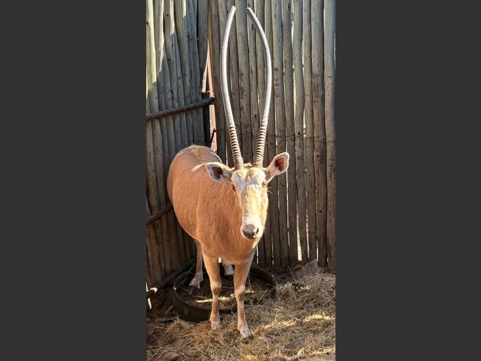 Goue Gemsbok  Bul