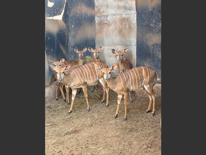 NYALA | A NEL
