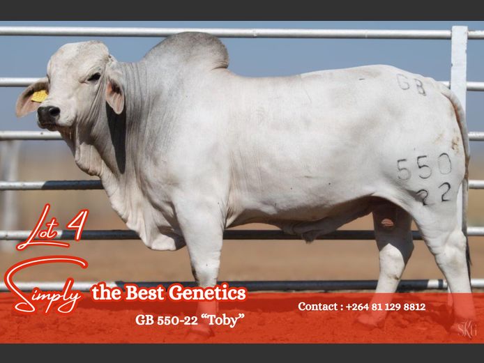GB 550-22 | GROENEWALDT BRAHMANE