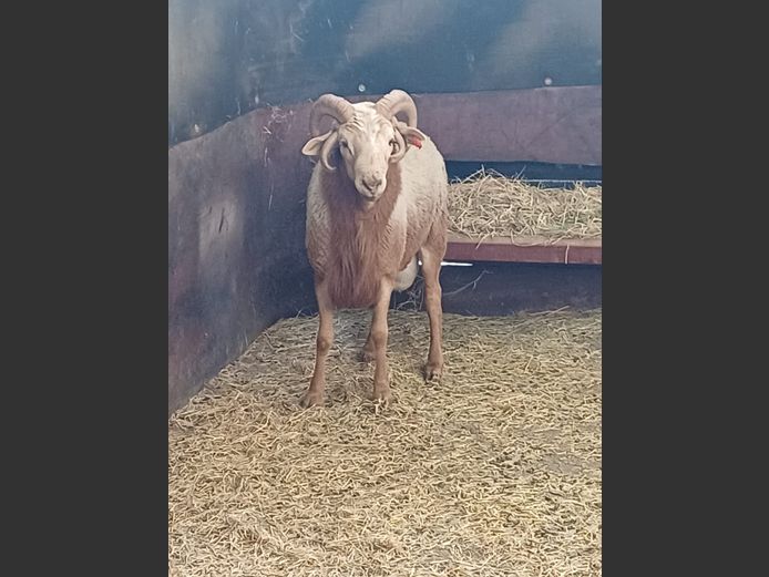 4-HORING SKAAP | AL BADENHORST