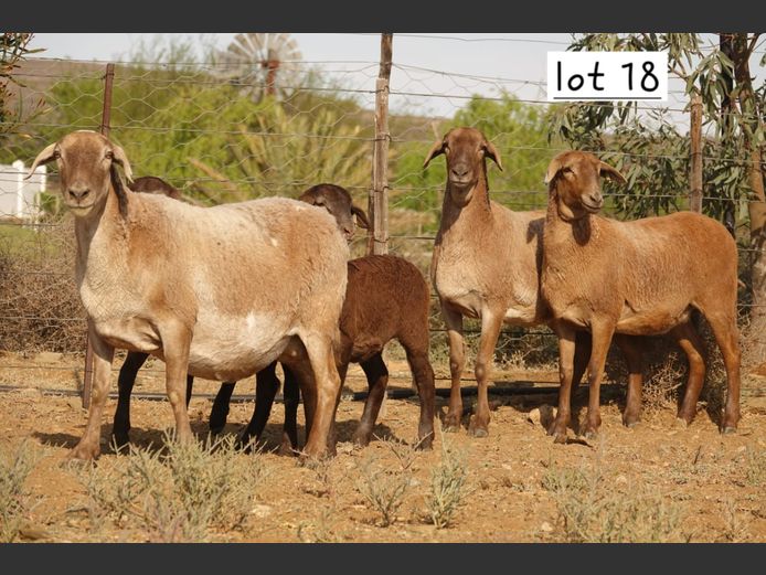 WS  243979 | WILGERBOOM BOERDERY