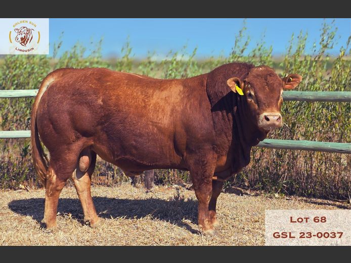 23-0037GSL | GOLDEN SUN LIMOUSIN