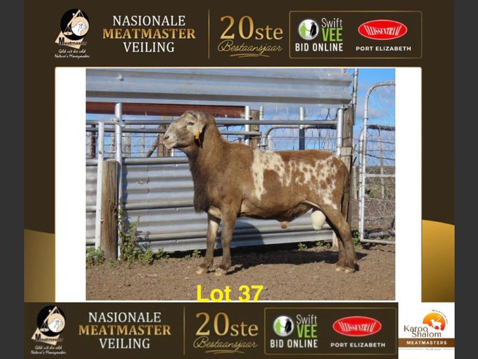 1579,29 | Karoo Shalom Meatmasters