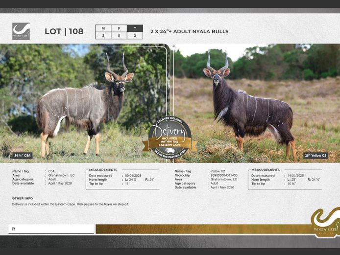 Nyala | Woody Cape Wildlife (Pty) Ltd