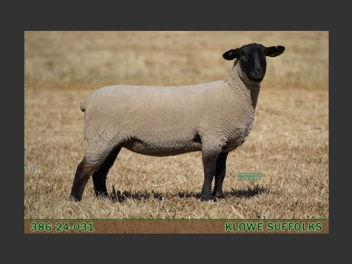 386 240031 | C.J. THERON