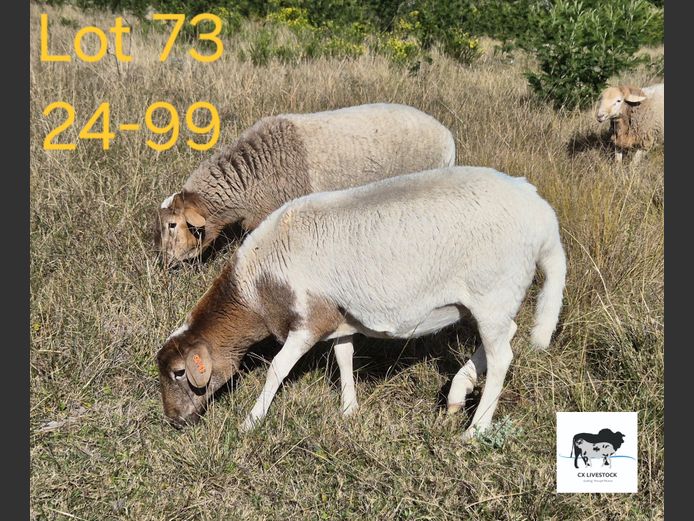 24-99 | CX LIVESTOCK