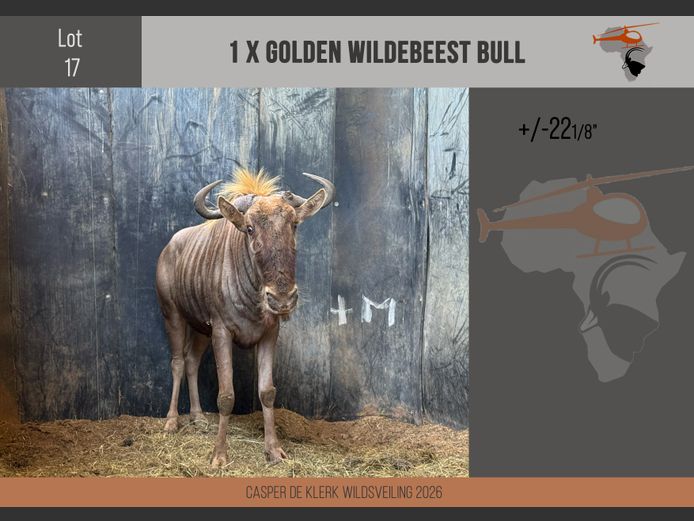 Golden Wildebeest (+- 22 1/8") 