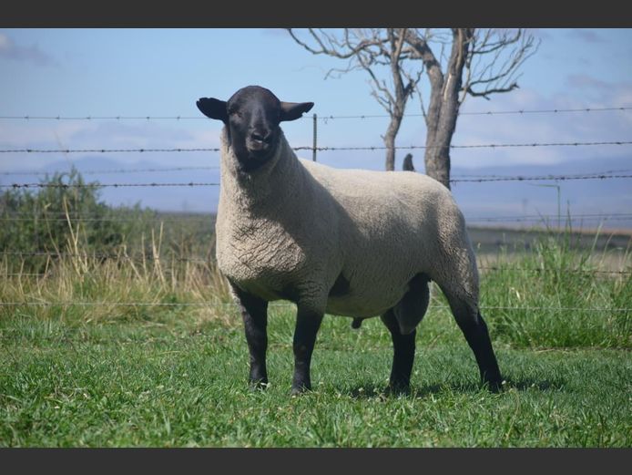 301 240068 | TWEESEUNS