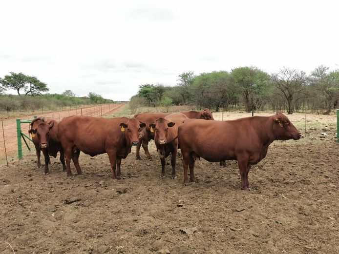 Commercial Females  - TKB Bonsmaras