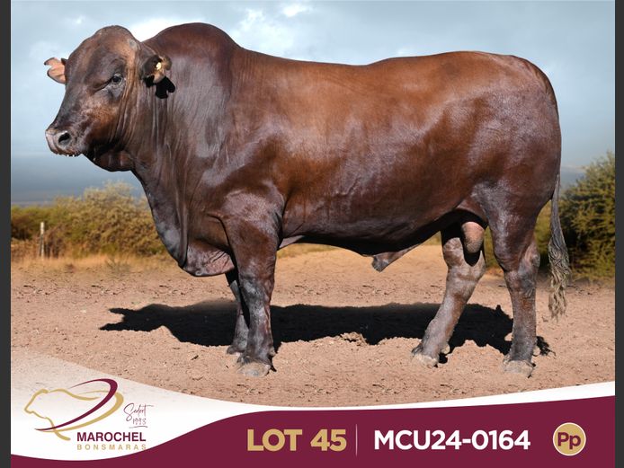 MCU240164 Pp(c)