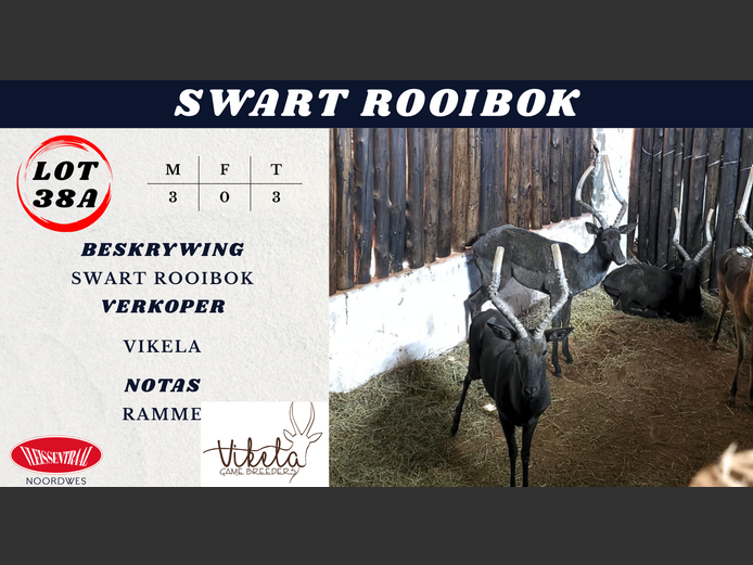 SWART ROOIBOK