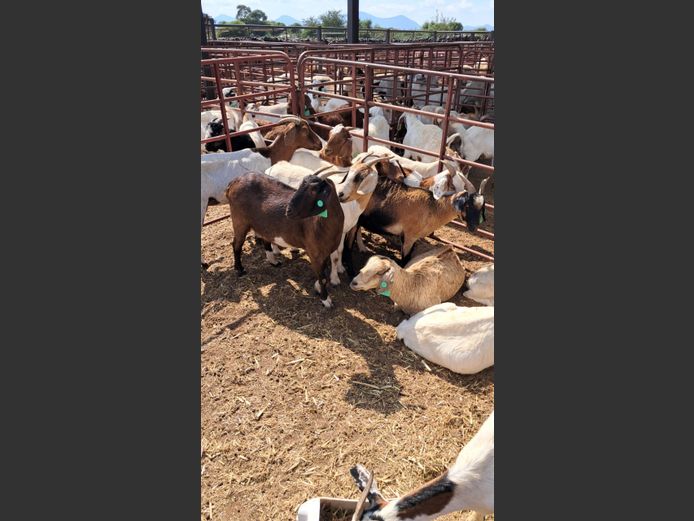 BOERBOK | PETOORS LIVESTOCK