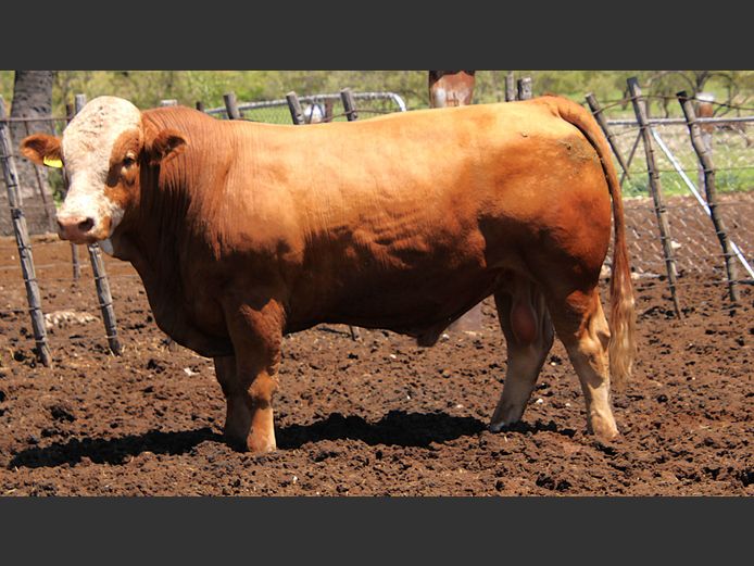 TG2268 | GUNZEL SIMMENTALER