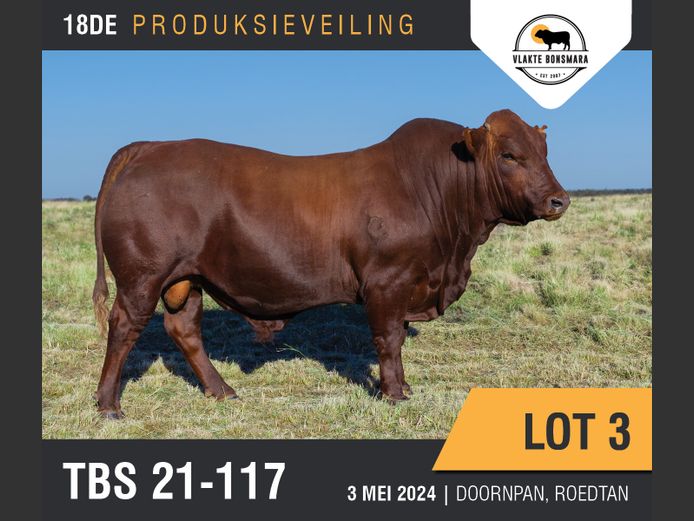 Lot 3 VLAKTE BONSMARA 18DE PRODUKSIEVEILING SwiftVEE Livestock
