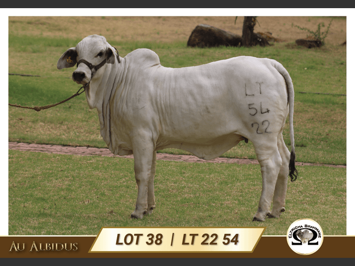 LT2254 | TRICHARDT LG