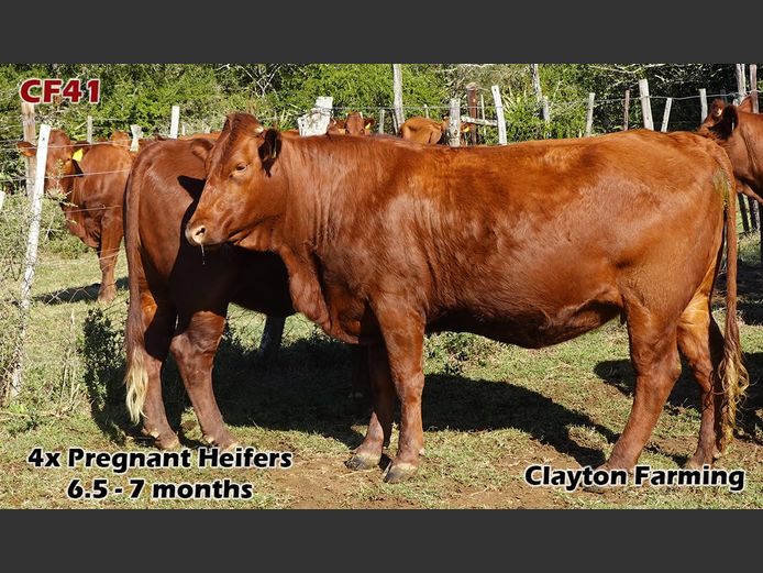 Commercial Females | Clayton Farming