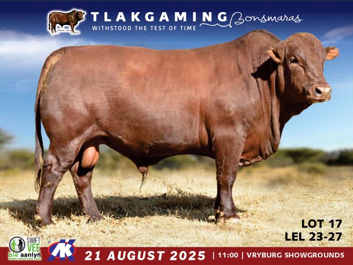 LEL230027 | LEE & SON