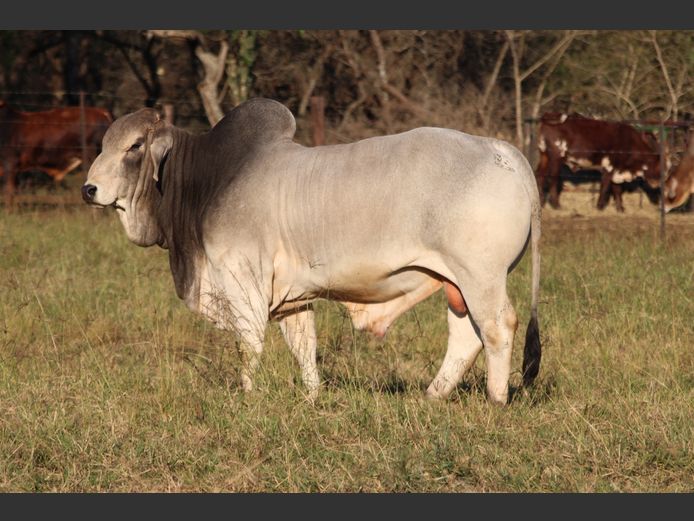 DBB 20 28 | DOUBLE BAR BRAHMANS