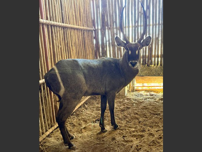 Waterbok Bul
