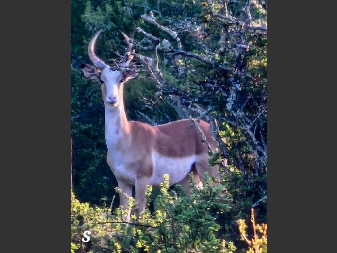 FLANK ROOIBOK | DE BORDJIE WILD