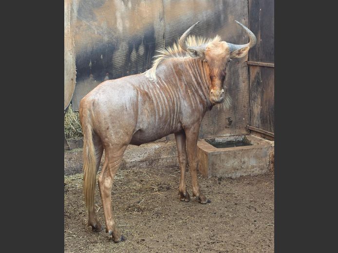 GOUE WILDEBEES (no vat) | NTATE LE MORA