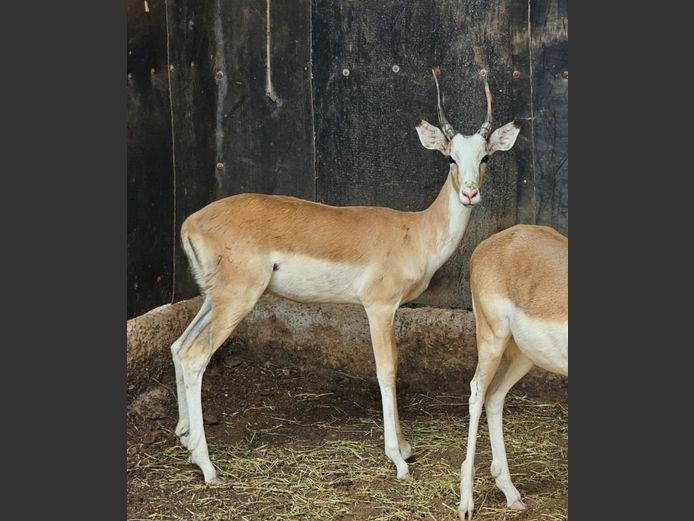 WHITEFLANKED IMP | MIANKE WILD