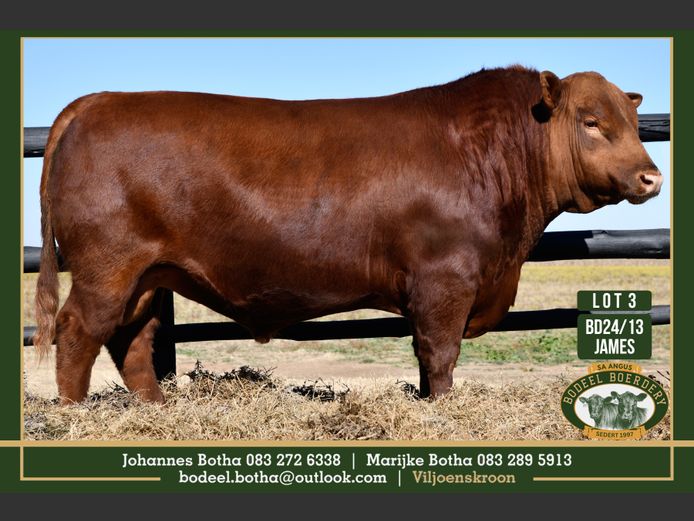 BD240013 | BODEEL BOERDERY