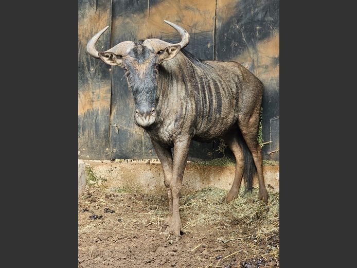 BLUE WILDEBEEST | SAVANNAH