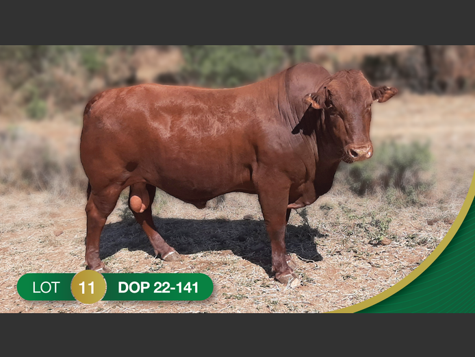 DOP 220141 | OPPERMAN DJE & SEUN