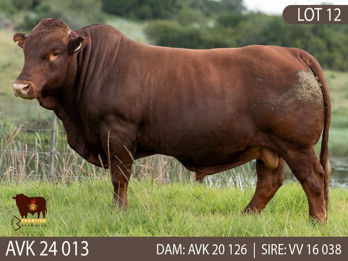 AVK 240013 | VAN KERKEN BONSMARA