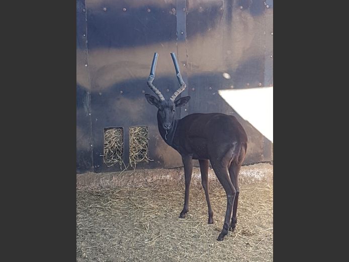 BLACK IMPALA | LUHAKO WILDLIFE