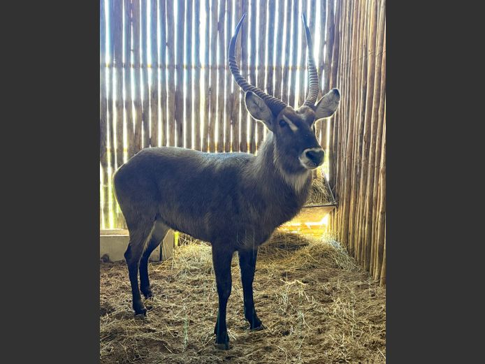 Waterbok Bul