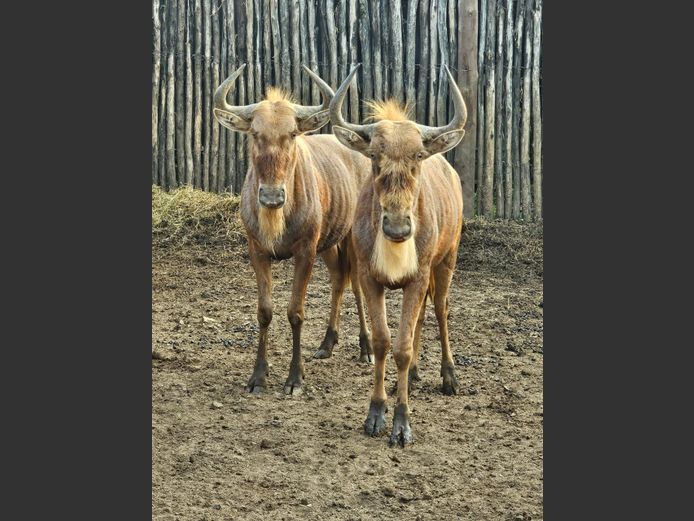 GOUE WILDEBEES | SCHOEMAN BOERDERY