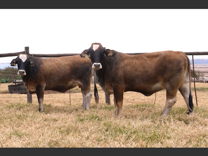 Commercial Animals