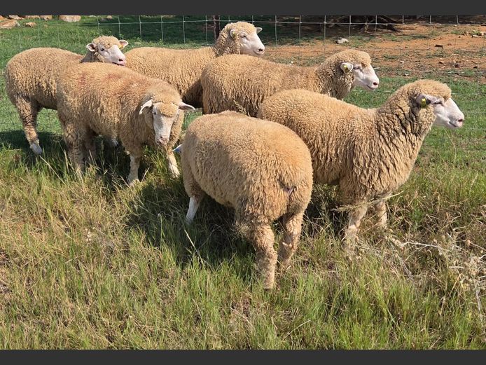 Commercial Animals | Deana de Beer