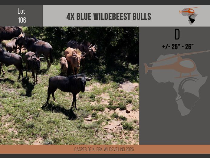 Blue Wildebeest (+- 25" - 26")